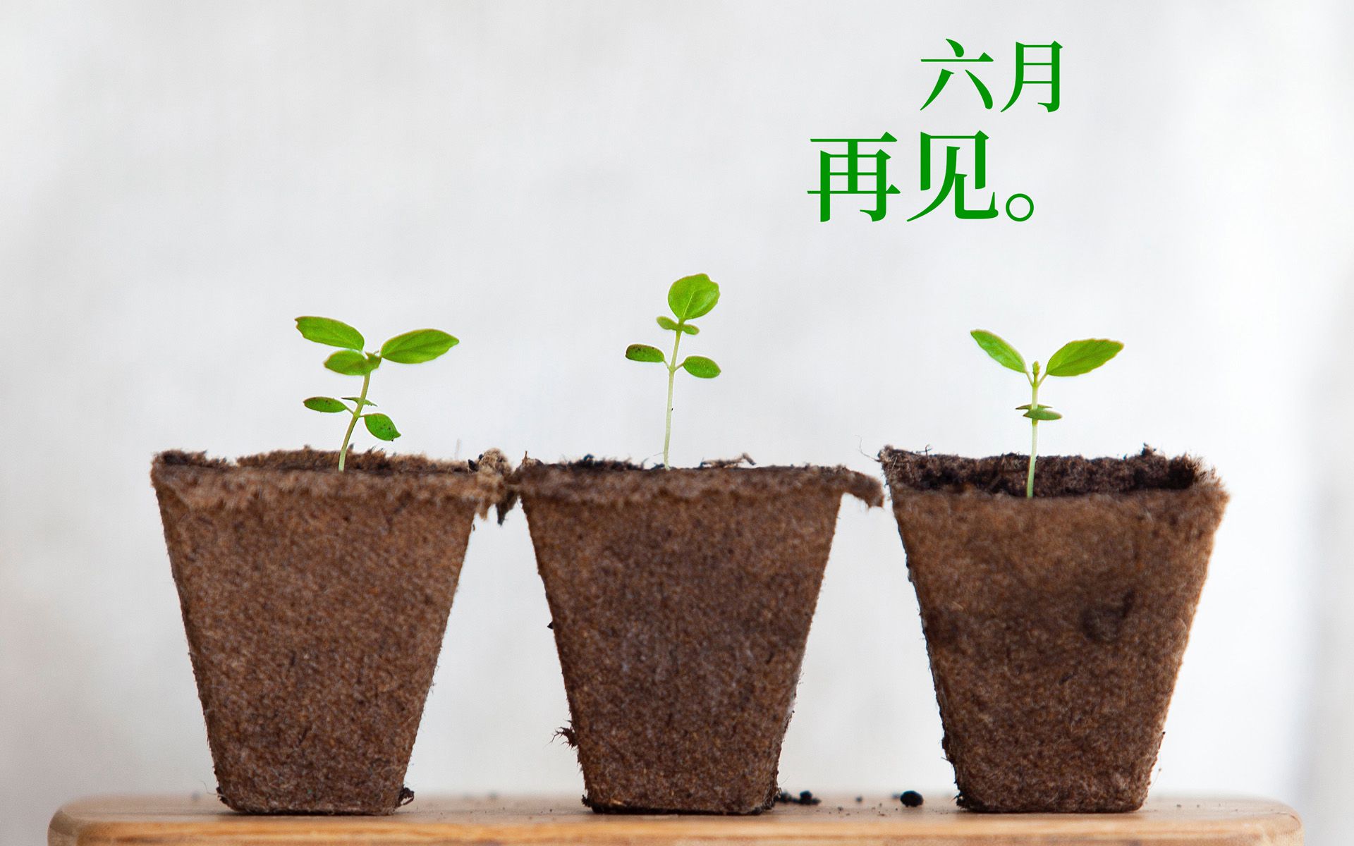 以室内绿植，多肉，盆栽等植物为背景的6月再见小清新壁纸图片