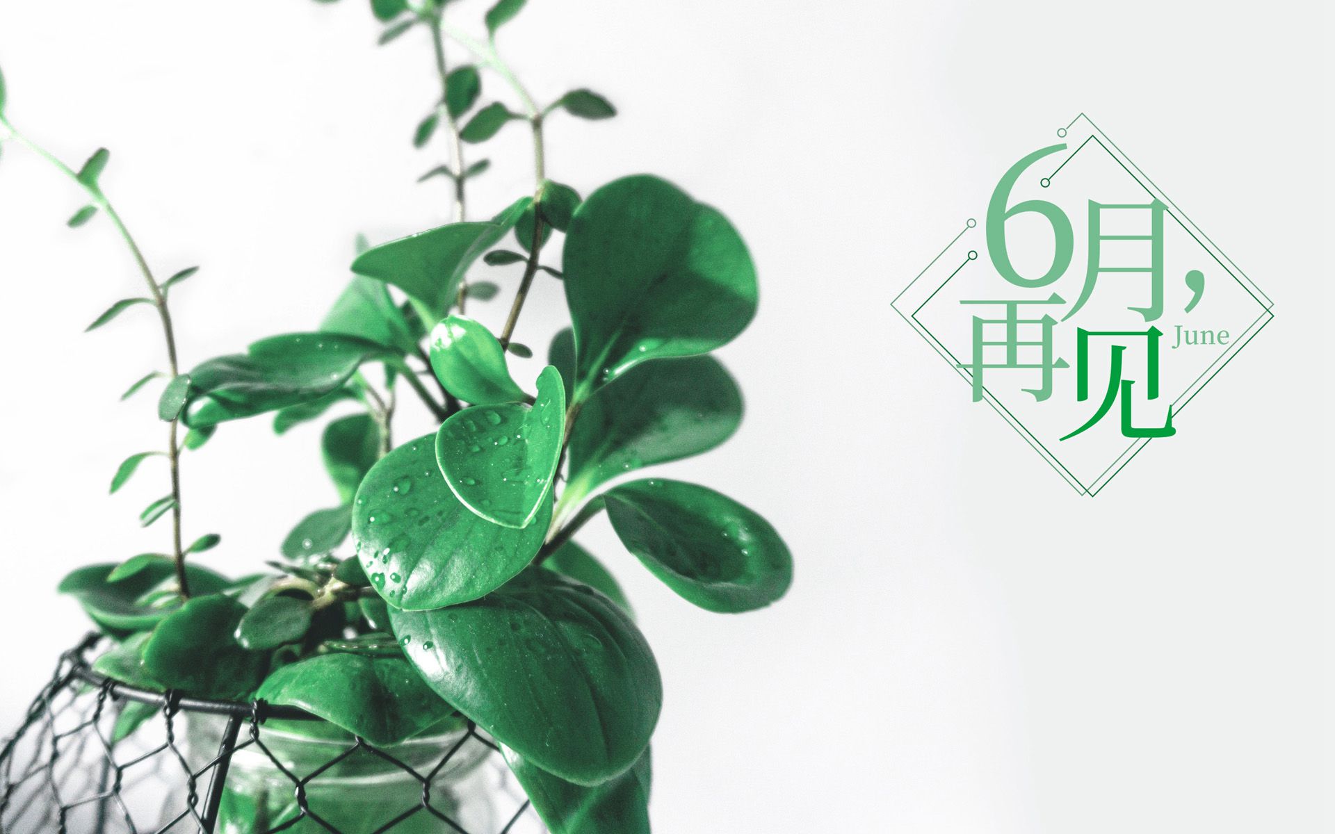 以室内绿植，多肉，盆栽等植物为背景的6月再见小清新壁纸图片