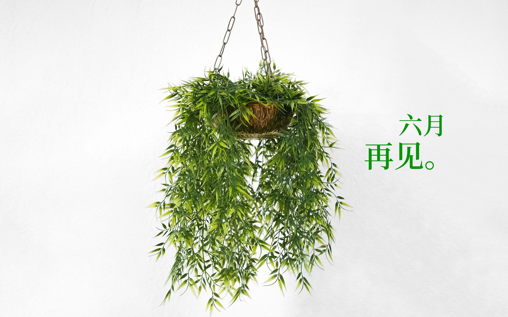 以室内绿植，多肉，盆栽等植物为背景的6月再见小清新壁纸图片