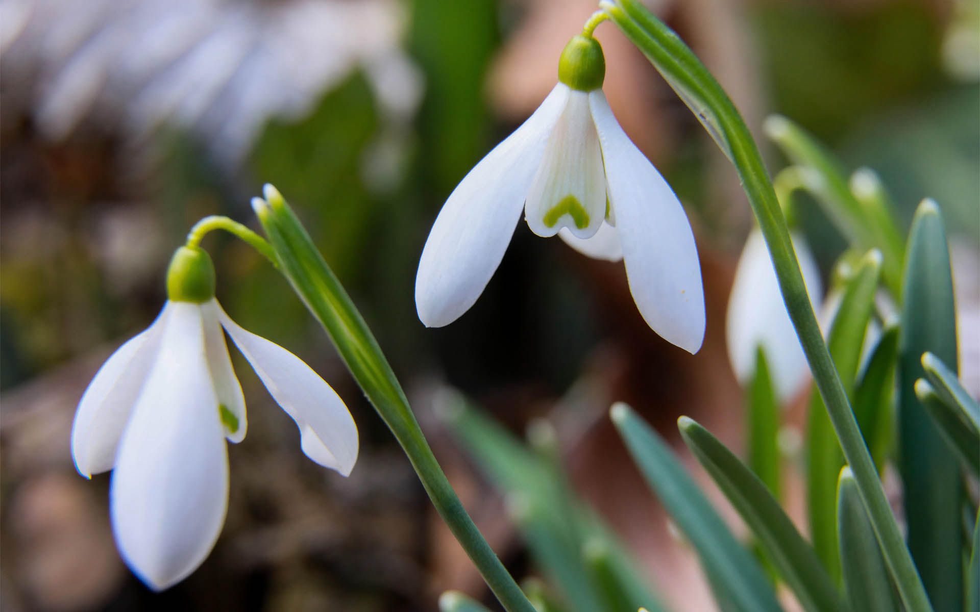 清新淡雅，形似雪滴，冬季至春季开放的雪滴花（铃兰水仙）图片