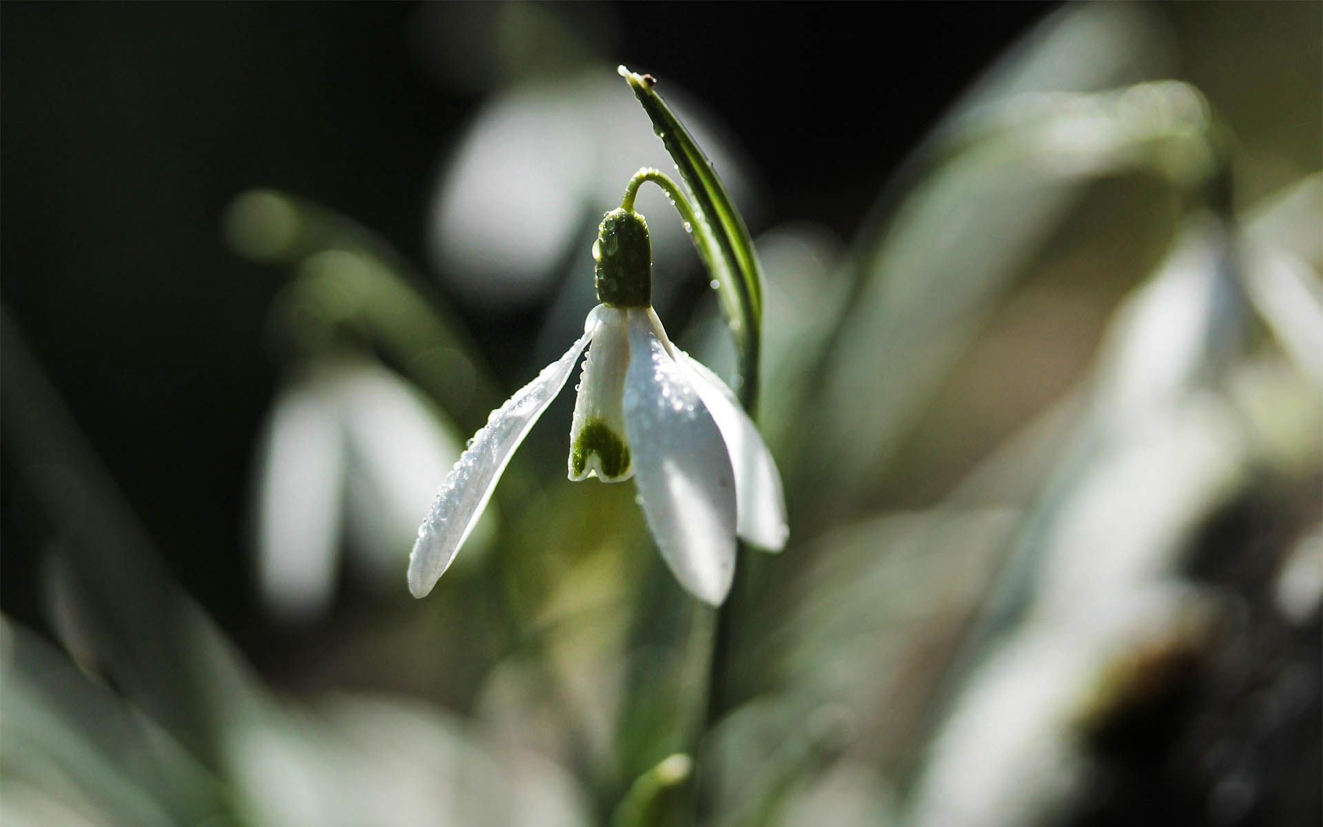 清新淡雅，形似雪滴，冬季至春季开放的雪滴花（铃兰水仙）图片