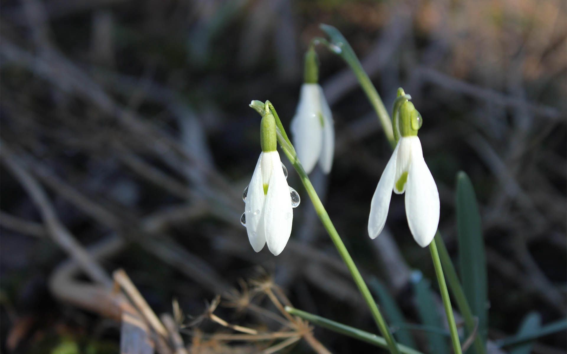 清新淡雅，形似雪滴，冬季至春季开放的雪滴花（铃兰水仙）图片
