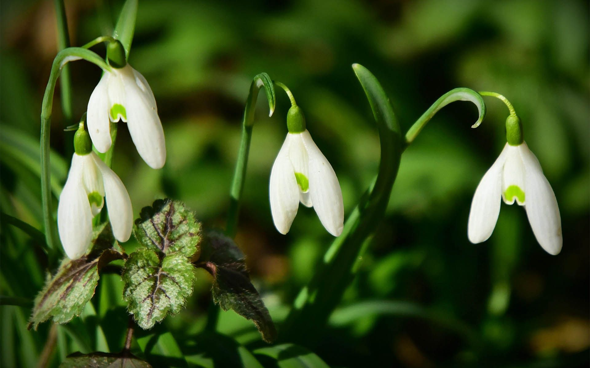 清新淡雅，形似雪滴，冬季至春季开放的雪滴花（铃兰水仙）图片