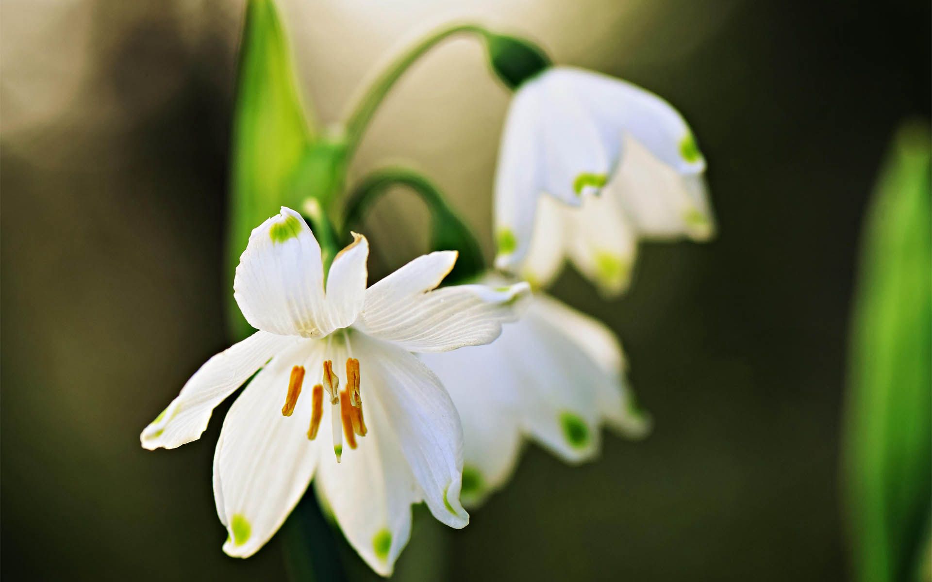 清新淡雅，形似雪滴，冬季至春季开放的雪滴花（铃兰水仙）图片