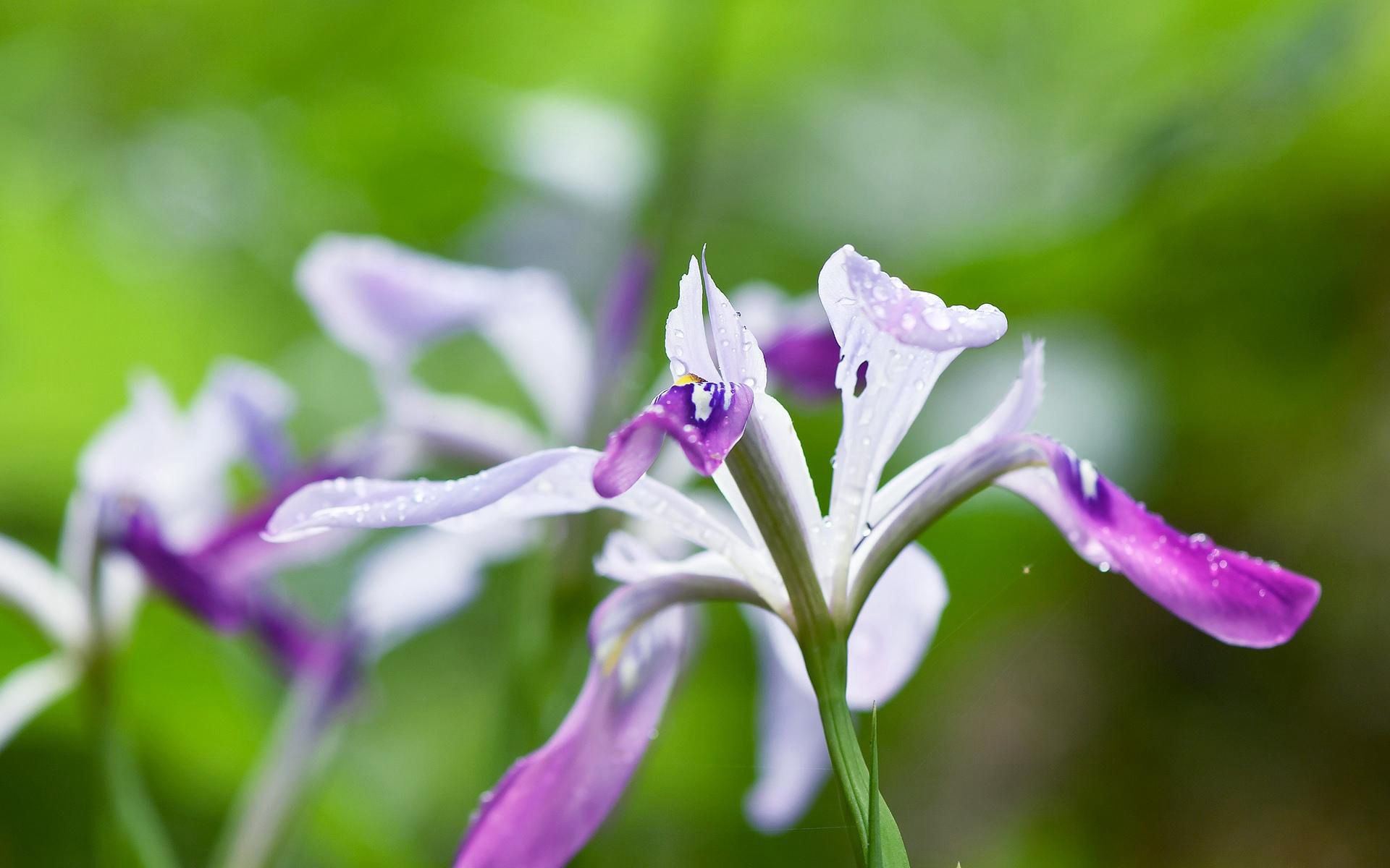 生长于自然丛林中的清新鸢尾属花朵壁纸图片