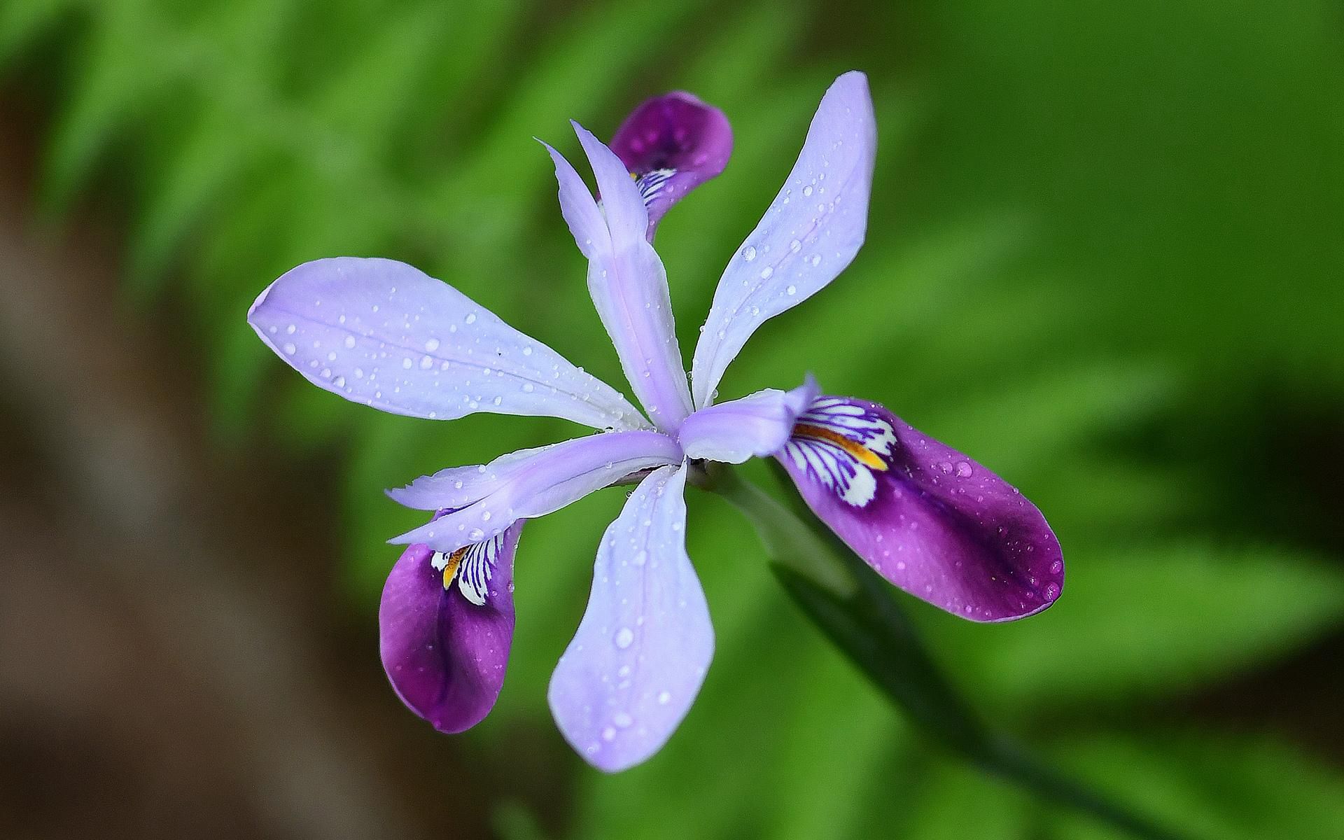 生长于自然丛林中的清新鸢尾属花朵壁纸图片