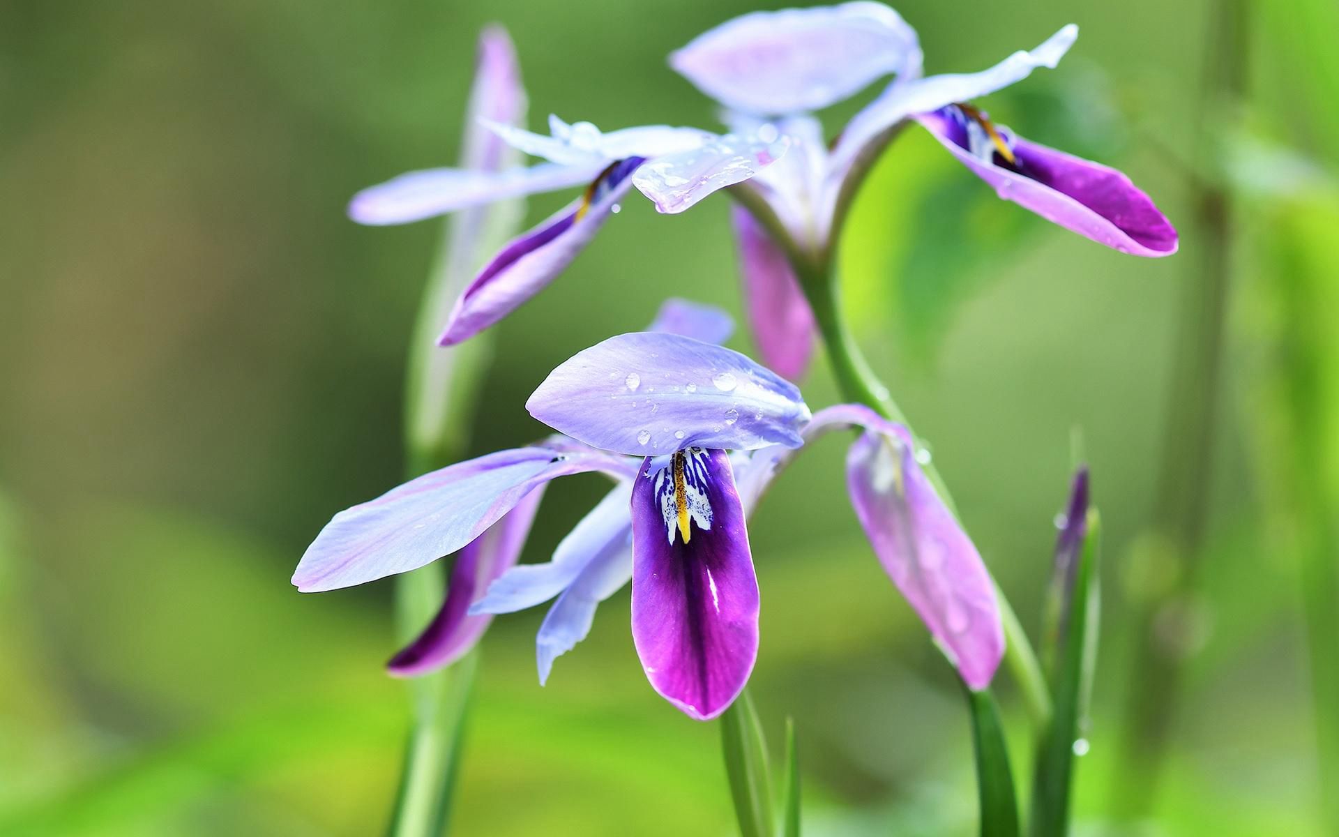 生长于自然丛林中的清新鸢尾属花朵壁纸图片