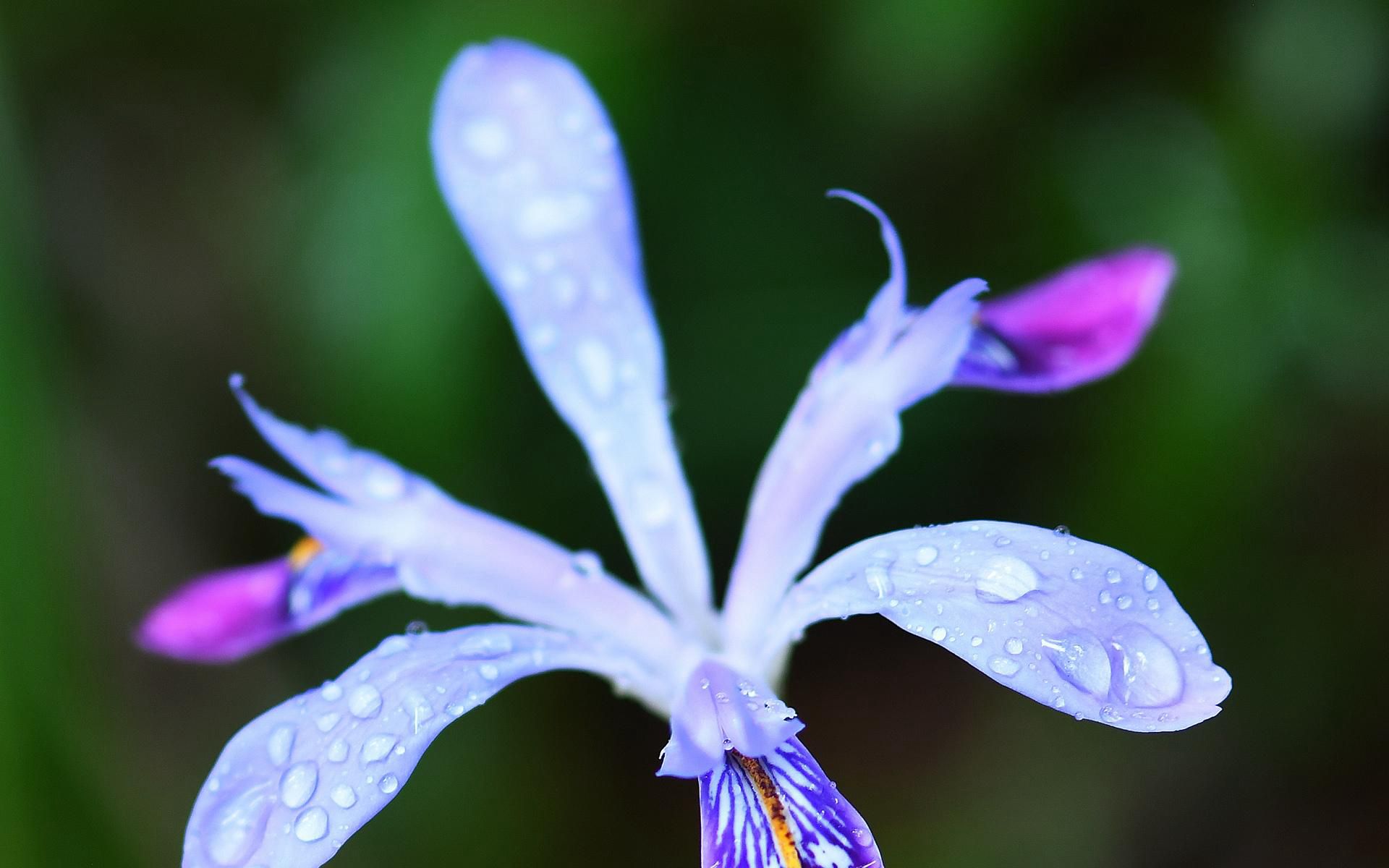 生长于自然丛林中的清新鸢尾属花朵壁纸图片