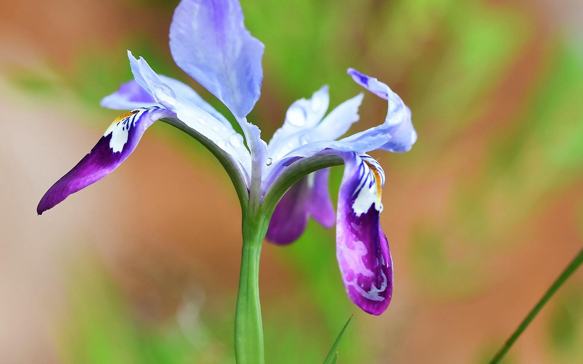 生长于自然丛林中的清新鸢尾属花朵壁纸图片