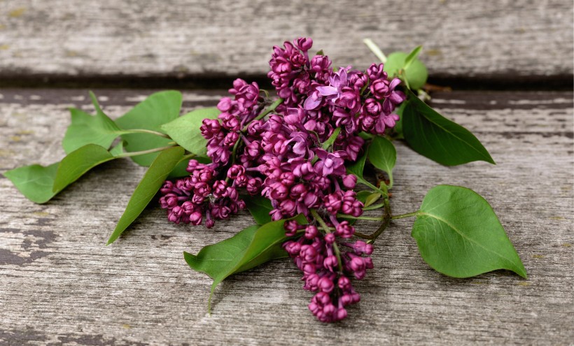 花香浓郁，可提炼芳香油的中国名贵花卉紫丁香花图片