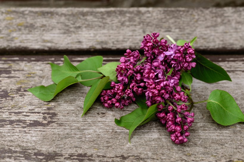 花香浓郁，可提炼芳香油的中国名贵花卉紫丁香花图片