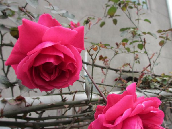 一开就满墙的月季花大游行图片