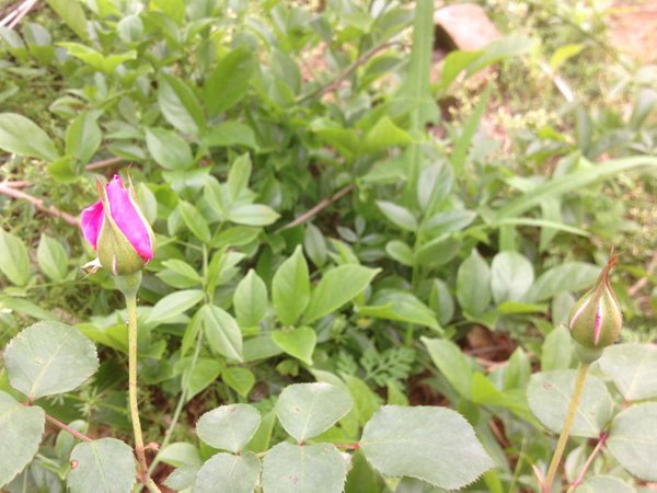 一开就满墙的月季花大游行图片