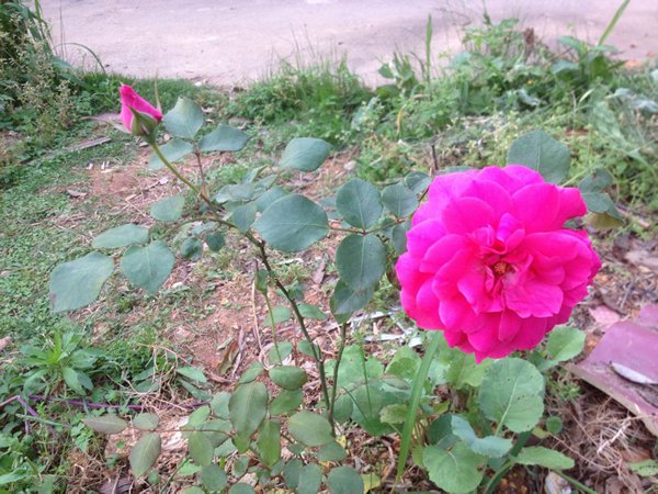 一开就满墙的月季花大游行图片