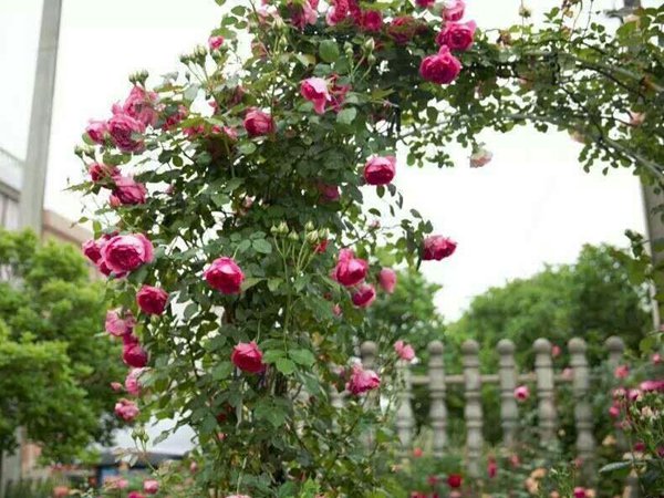 一开就满墙的月季花大游行图片