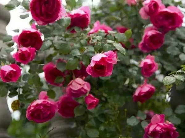 一开就满墙的月季花大游行图片