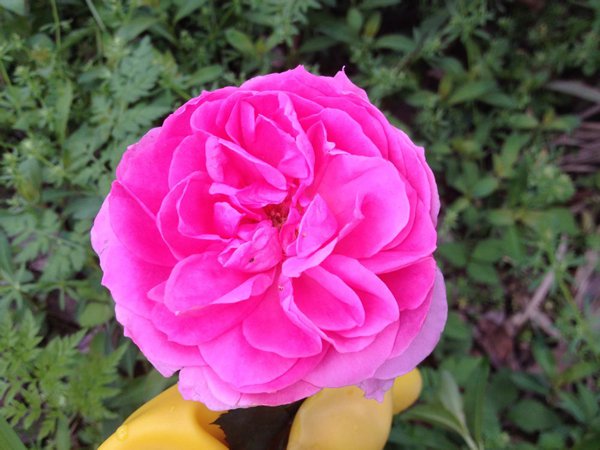 一开就满墙的月季花大游行图片