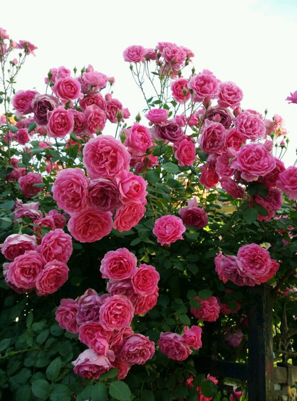 一开就满墙的月季花大游行图片