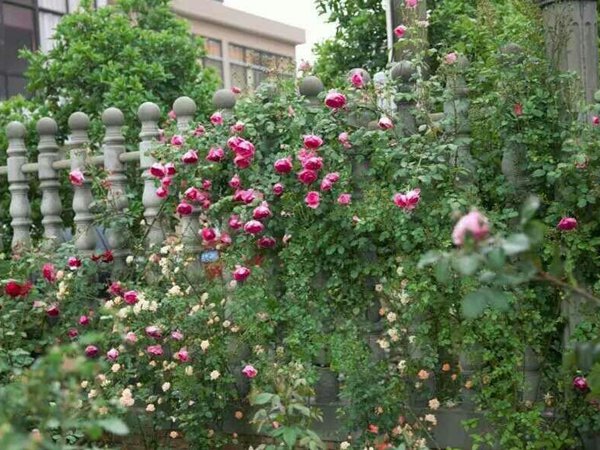 一开就满墙的月季花大游行图片