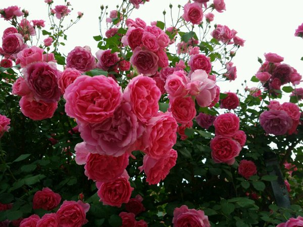 一开就满墙的月季花大游行图片