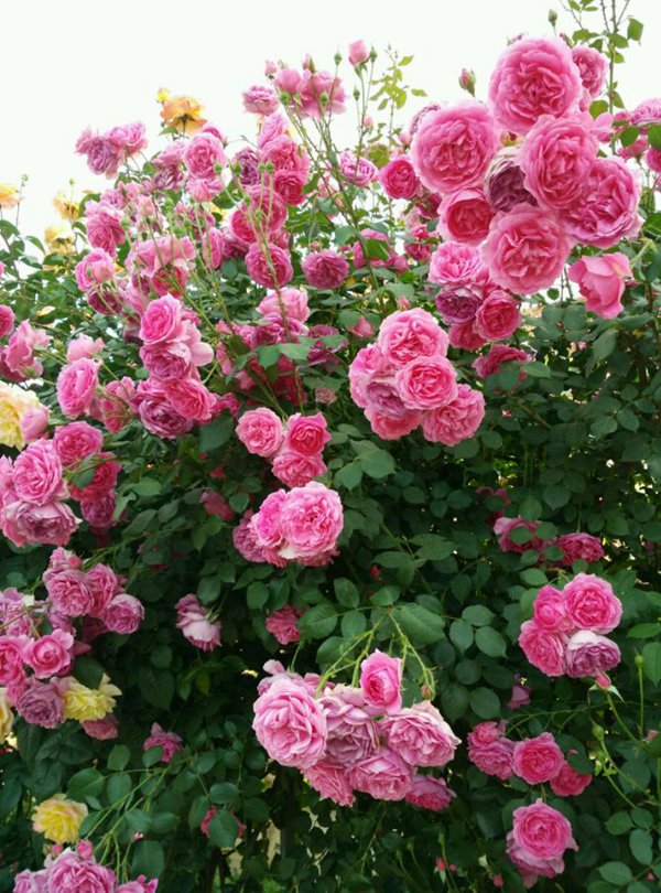 一开就满墙的月季花大游行图片