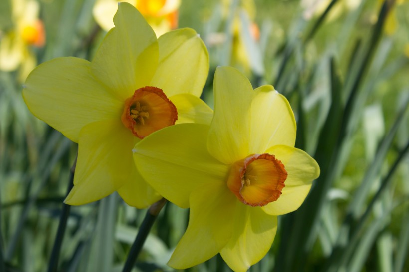 花开正好，娇艳美丽的黄色水仙花图片