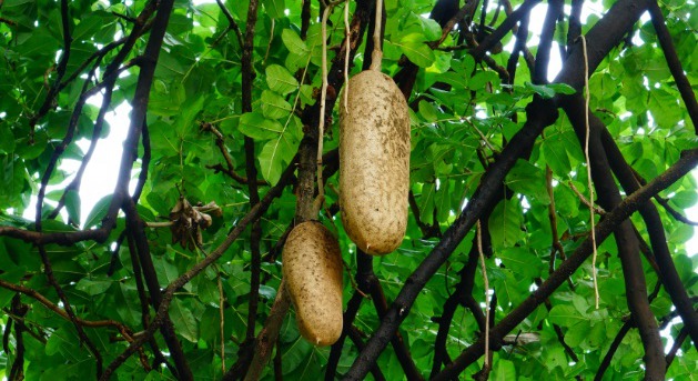 果实形状长圆形或倒卵形的奇特树木吊灯树图片