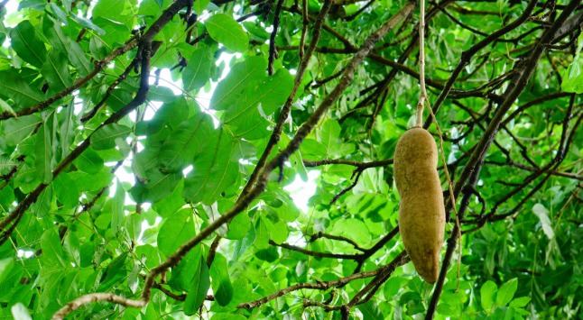 果实形状长圆形或倒卵形的奇特树木吊灯树图片