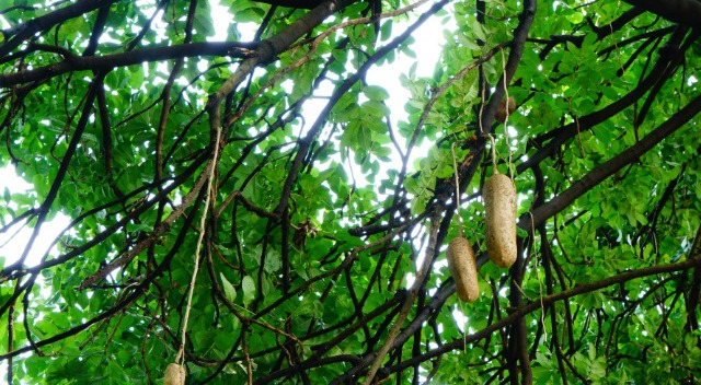 果实形状长圆形或倒卵形的奇特树木吊灯树图片