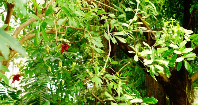 果实形状长圆形或倒卵形的奇特树木吊灯树图片