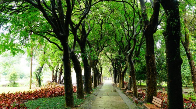 果实形状长圆形或倒卵形的奇特树木吊灯树图片