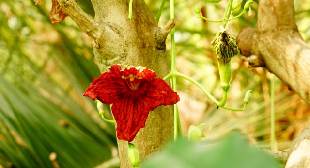 果实形状长圆形或倒卵形的奇特树木吊灯树图片