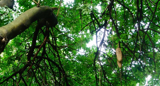果实形状长圆形或倒卵形的奇特树木吊灯树图片