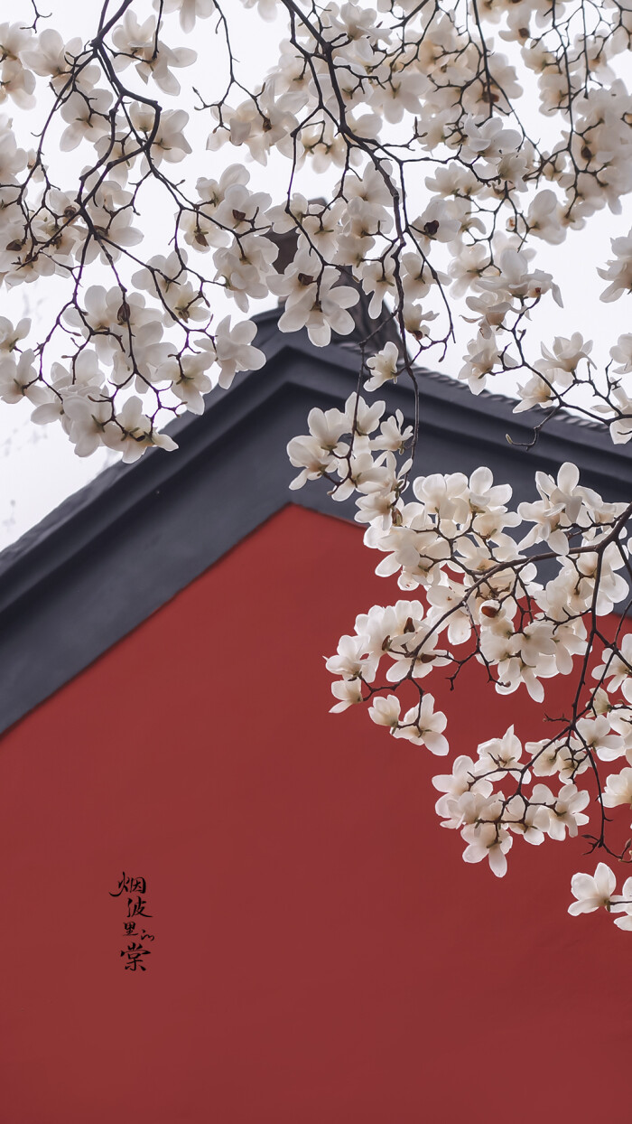 玉兰花图片，古清凉寺里的唯美玉兰花古香古色图片