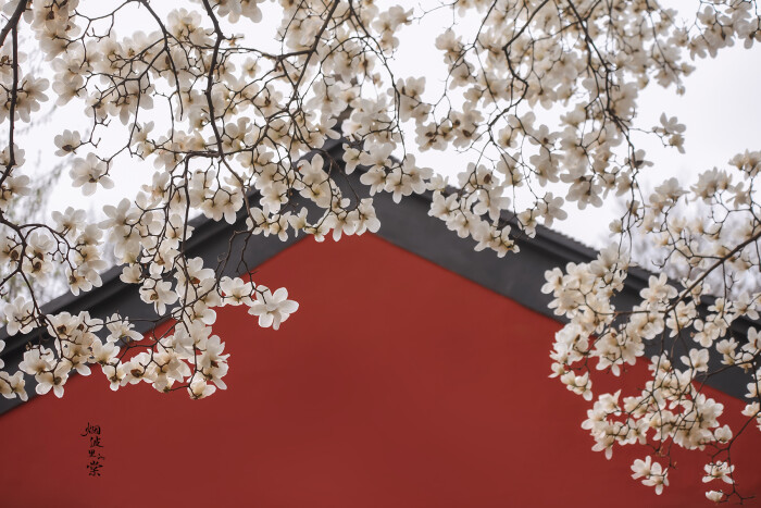 玉兰花图片，古清凉寺里的唯美玉兰花古香古色图片