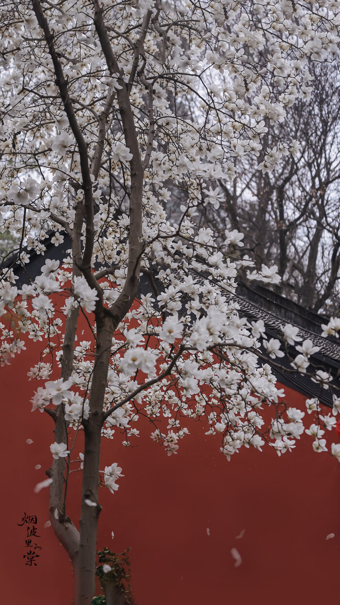 玉兰花图片，古清凉寺里的唯美玉兰花古香古色图片