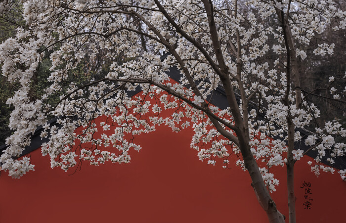 玉兰花图片，古清凉寺里的唯美玉兰花古香古色图片