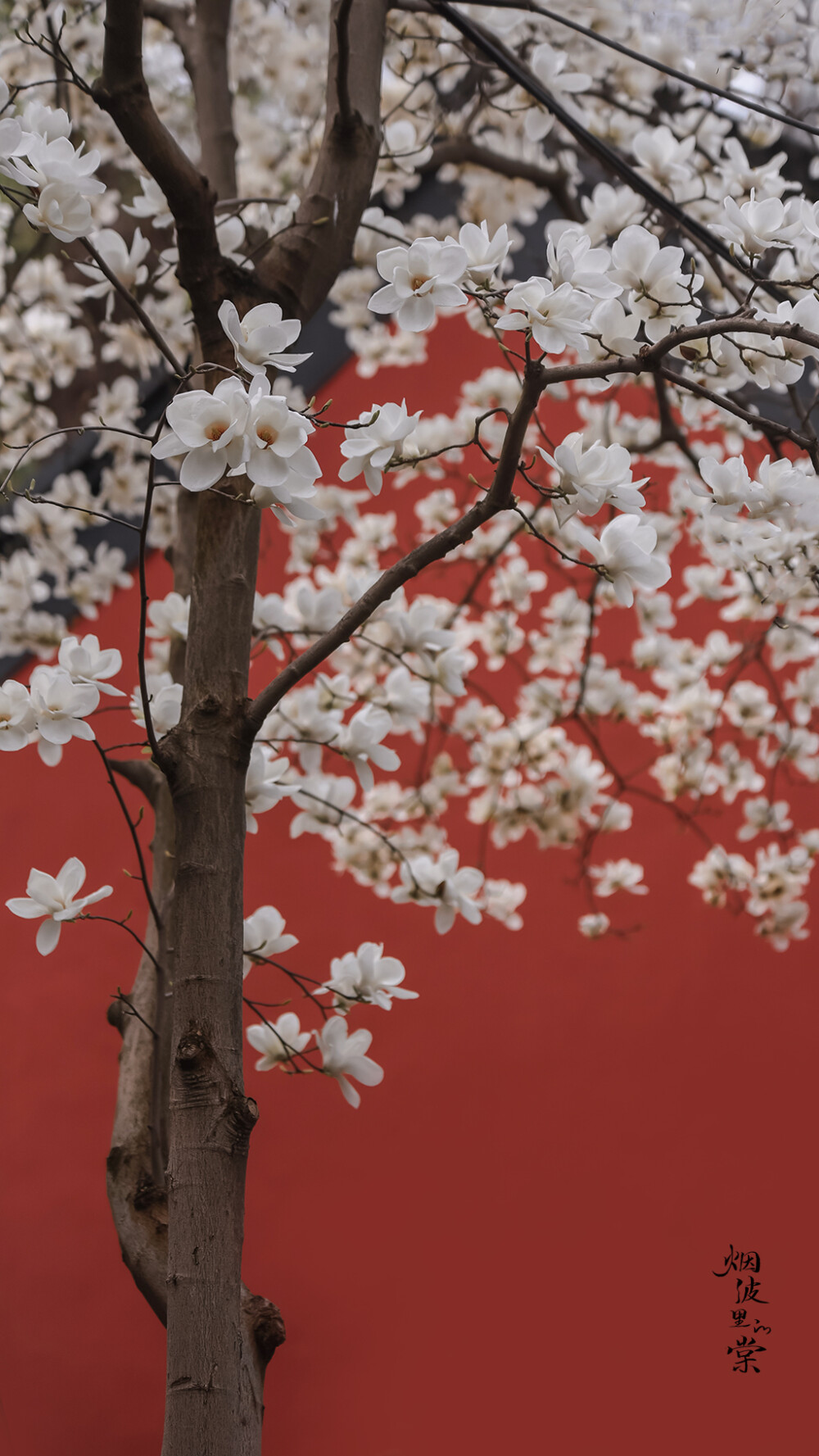 玉兰花图片，古清凉寺里的唯美玉兰花古香古色图片