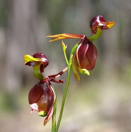 长的像鸭子的奇特兰花-澳洲飞鸭兰图片