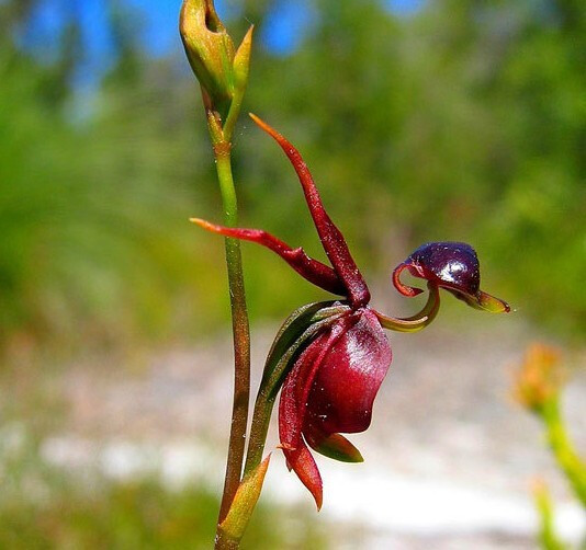 长的像鸭子的奇特兰花-澳洲飞鸭兰图片