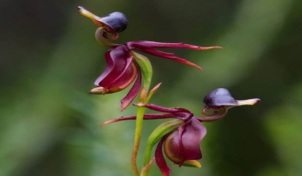 长的像鸭子的奇特兰花-澳洲飞鸭兰图片
