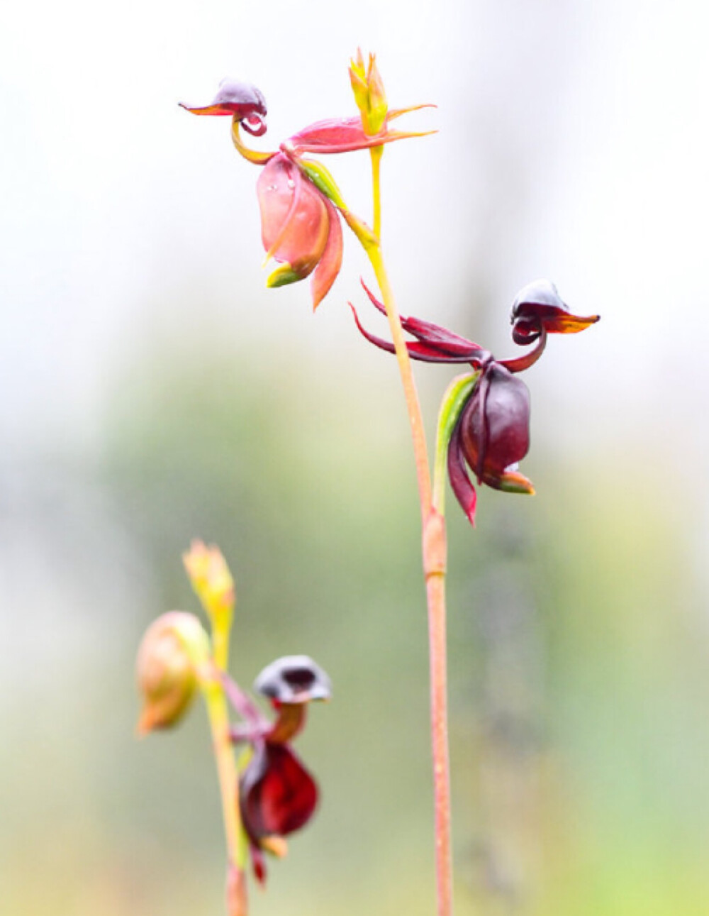 长的像鸭子的奇特兰花-澳洲飞鸭兰图片