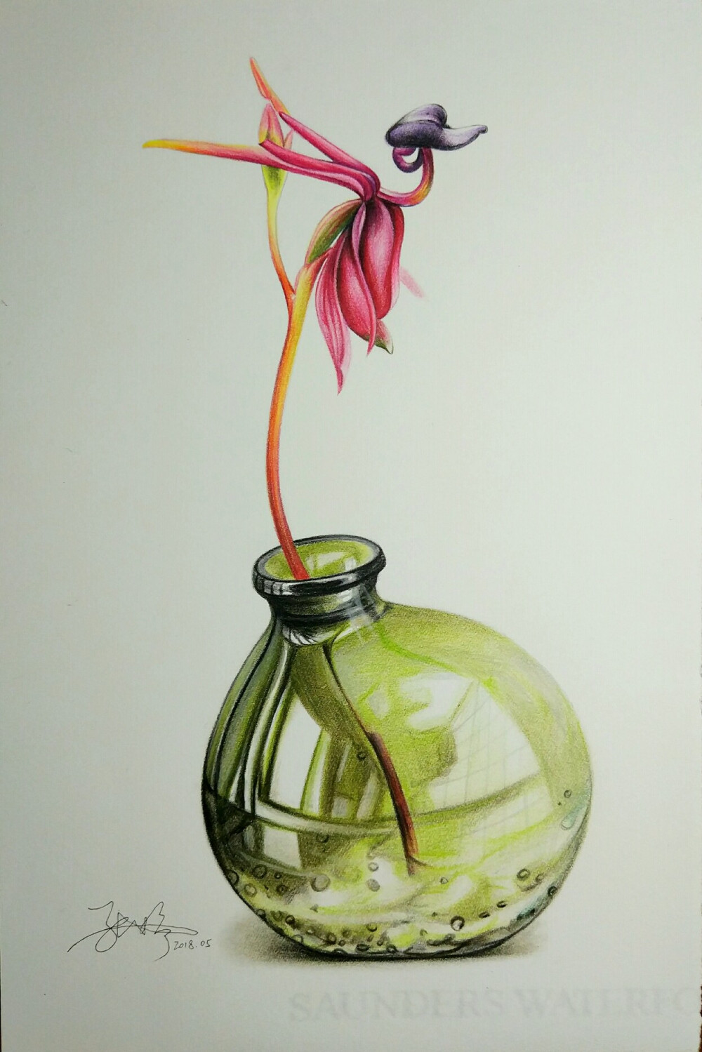 长的像鸭子的奇特兰花-澳洲飞鸭兰图片