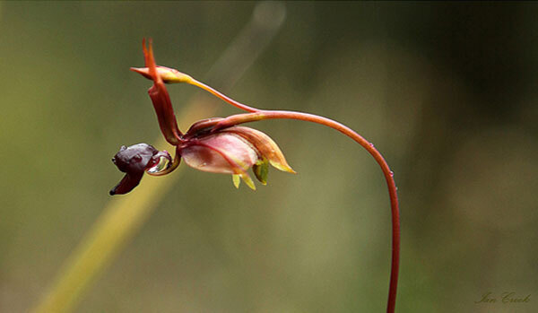 长的像鸭子的奇特兰花-澳洲飞鸭兰图片