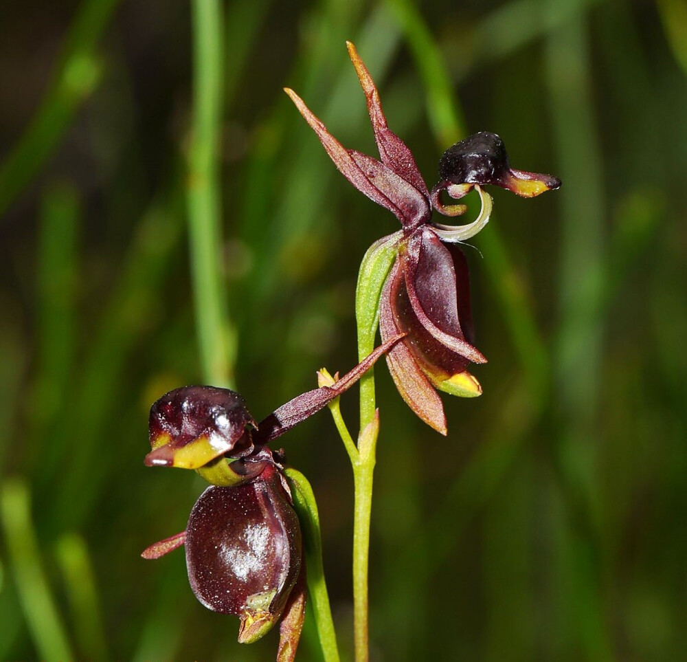 长的像鸭子的奇特兰花-澳洲飞鸭兰图片