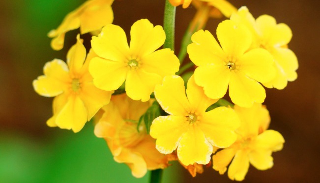 橘红灯台报春全草全株，及花朵图片