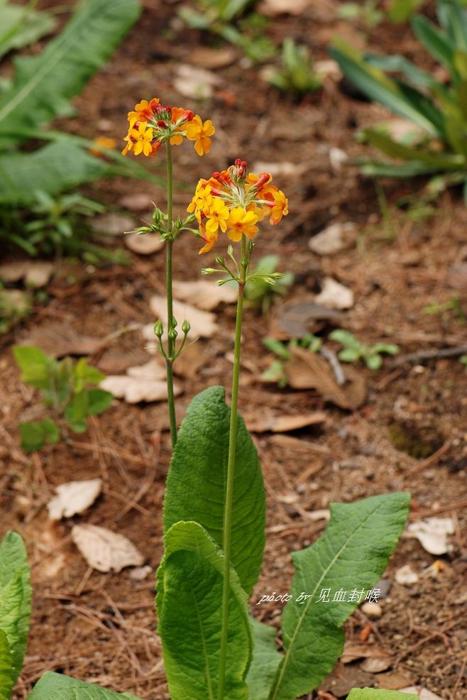 橘红灯台报春全草全株，及花朵图片