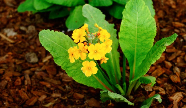 橘红灯台报春全草全株，及花朵图片