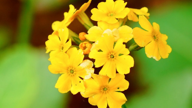 橘红灯台报春全草全株，及花朵图片