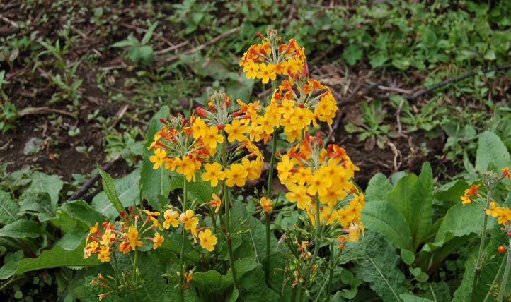 橘红灯台报春全草全株，及花朵图片